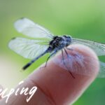 蚊に刺されにくい！1日に数百匹害虫を食べるトンボの虫除け効果の凄さ