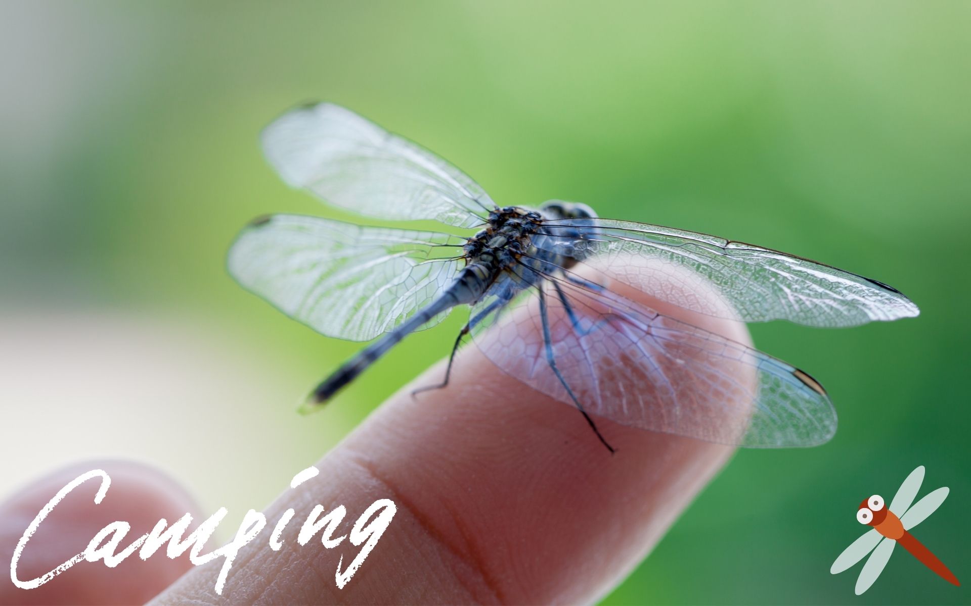 蚊に刺されにくい！1日に数百匹害虫を食べるトンボの虫除け効果の凄さ