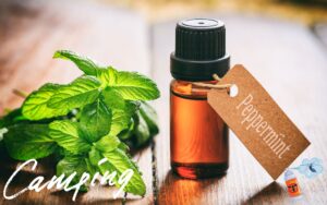 蚊も撃退！ハッカ油を使った超簡単虫除けスプレーの効果と作り方